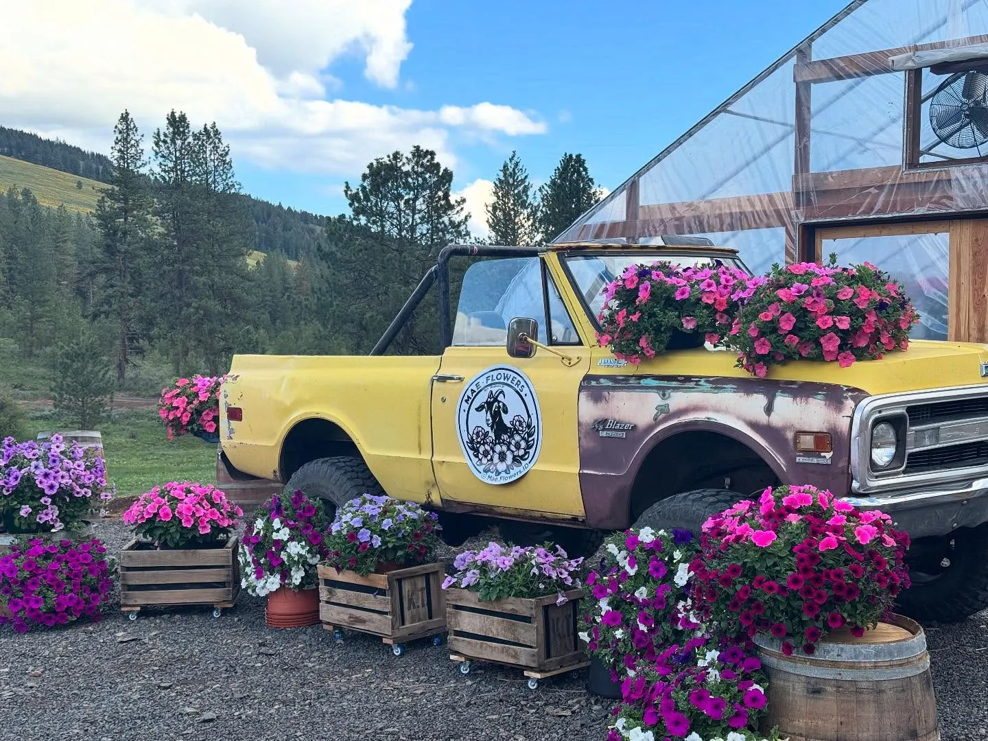 The vintage yellow Mae Flowers truck with its goat logo, bed loaded with petunia baskets.