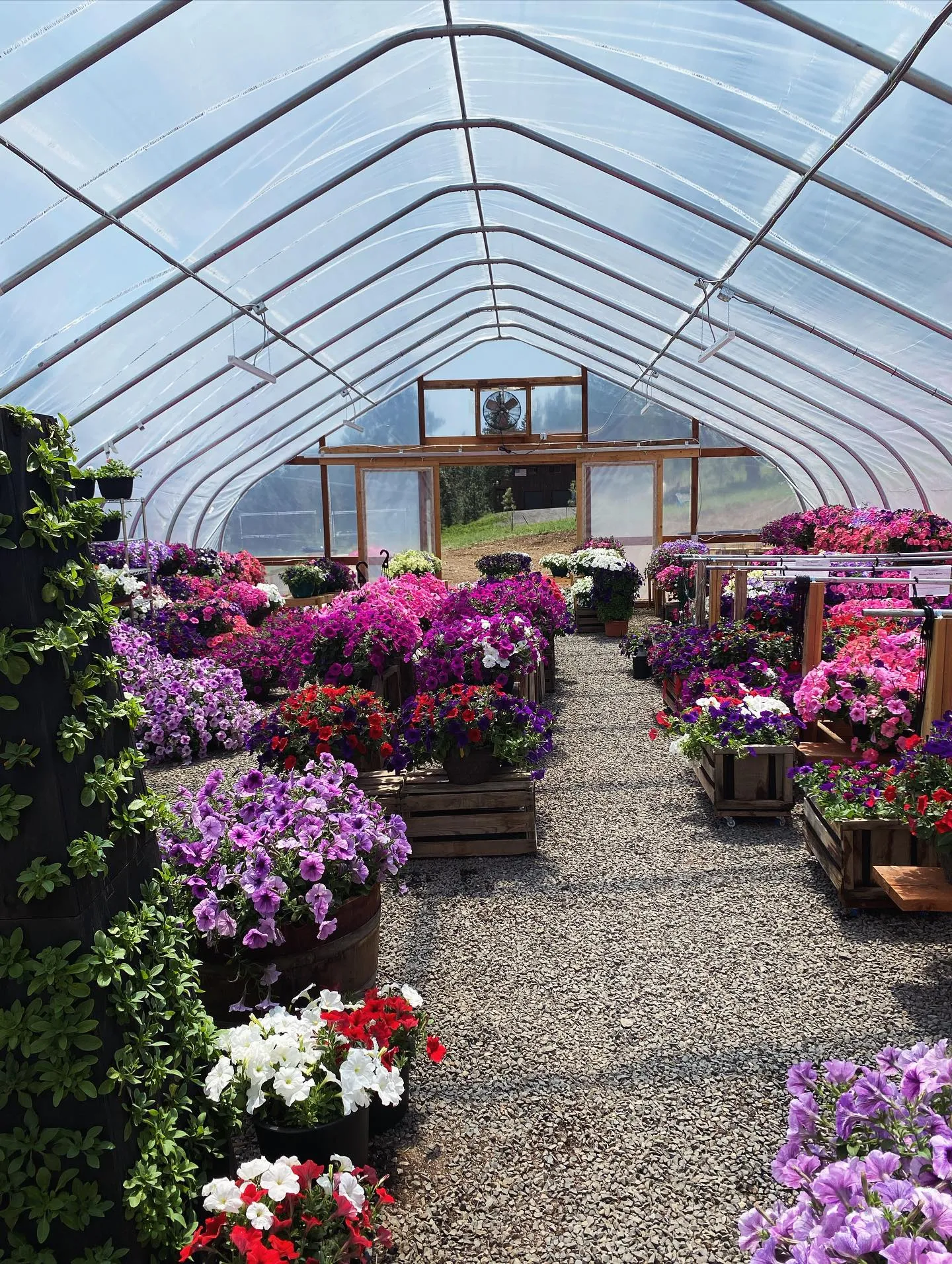 Inside the Mae Flowers greenhouse — rows of vivid petunia hanging baskets down the aisle, mountains beyond.