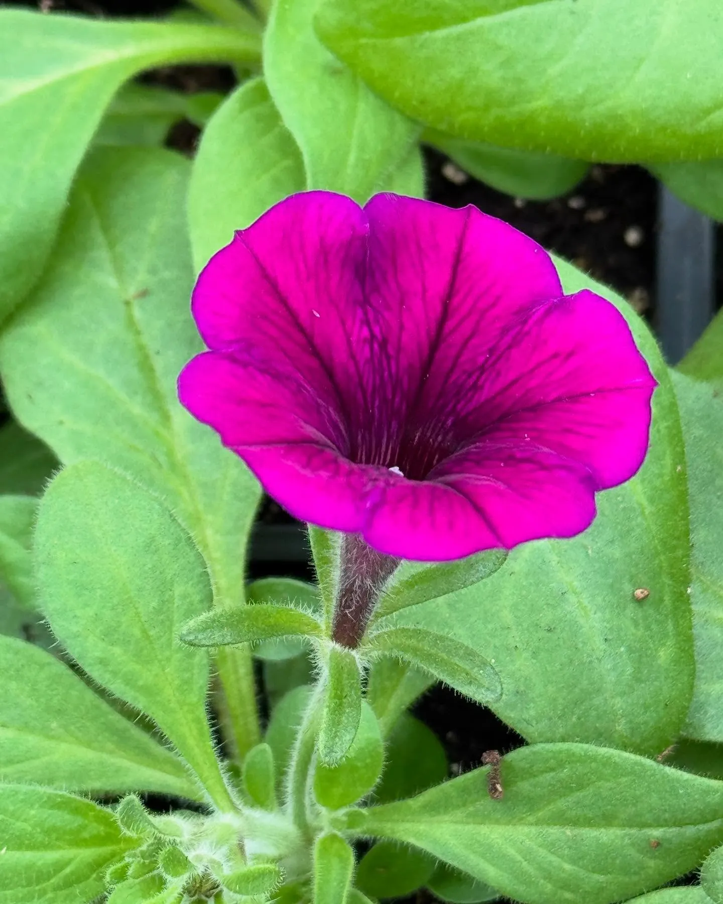 Close-up of a single vivid magenta petunia bloom.